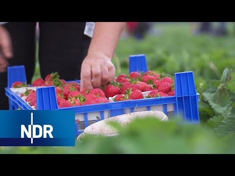 Erdbeeranbau im großen Stil | Wie geht das? | NDR