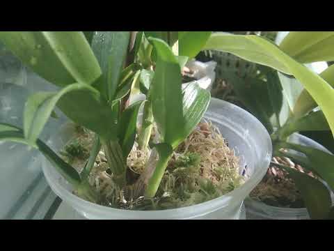 Дендрофаленопсис четвертий, новинка, колір сюрприз