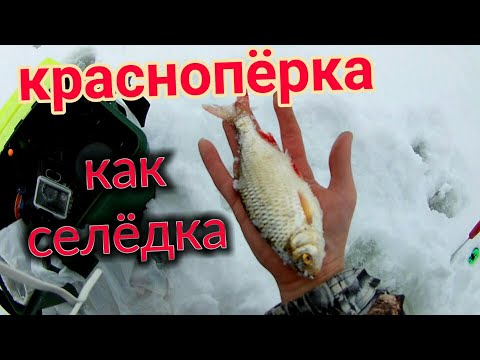 Красноперка как селедка!!!хороший окунь на безмотылку!