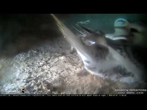 White-tailed Tropicbird Chick Wolfs Down Solid Seafare During Lunchtime Feeding – July 1, 2020