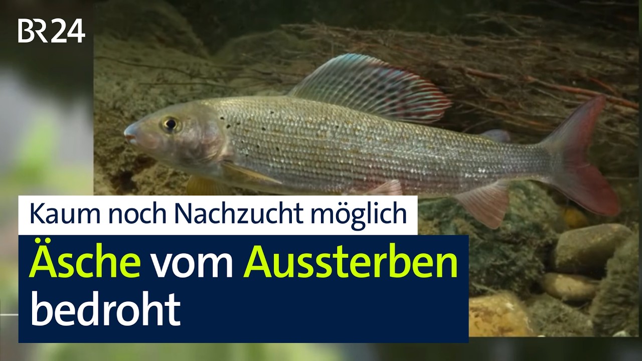 Nicht mal genug Exemplare für die Nachzucht: Die Äsche ist stark bedroht | BR24