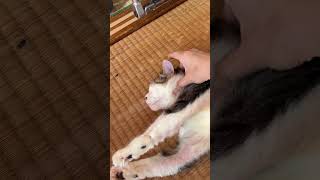 猫を操りし者 #猫