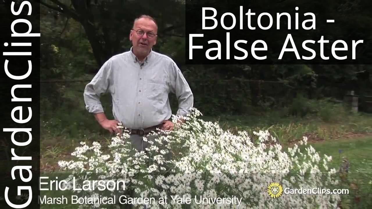 Boltonia asteroides "Snowbank" - False Aster - How to grow Boltonia - Easy to grow Fall flowers - YouTube