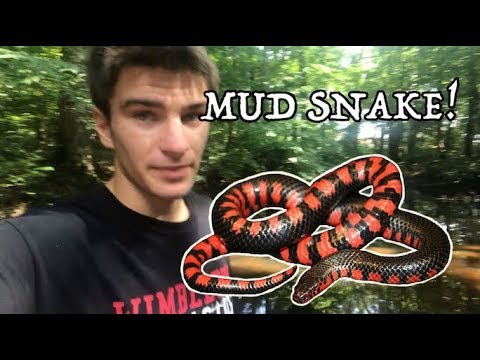 Kicking Up a MUD SNAKE! [Swamp Herping 2019] Video