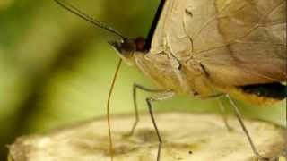 preview picture of video 'Blue-frosted Banner, Blue-frosted Catone or Grecian Shoemaker (Catonephele numilia ♂)'