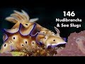 146 Nudibranchs and Sea Slugs of Anilao, Philippines