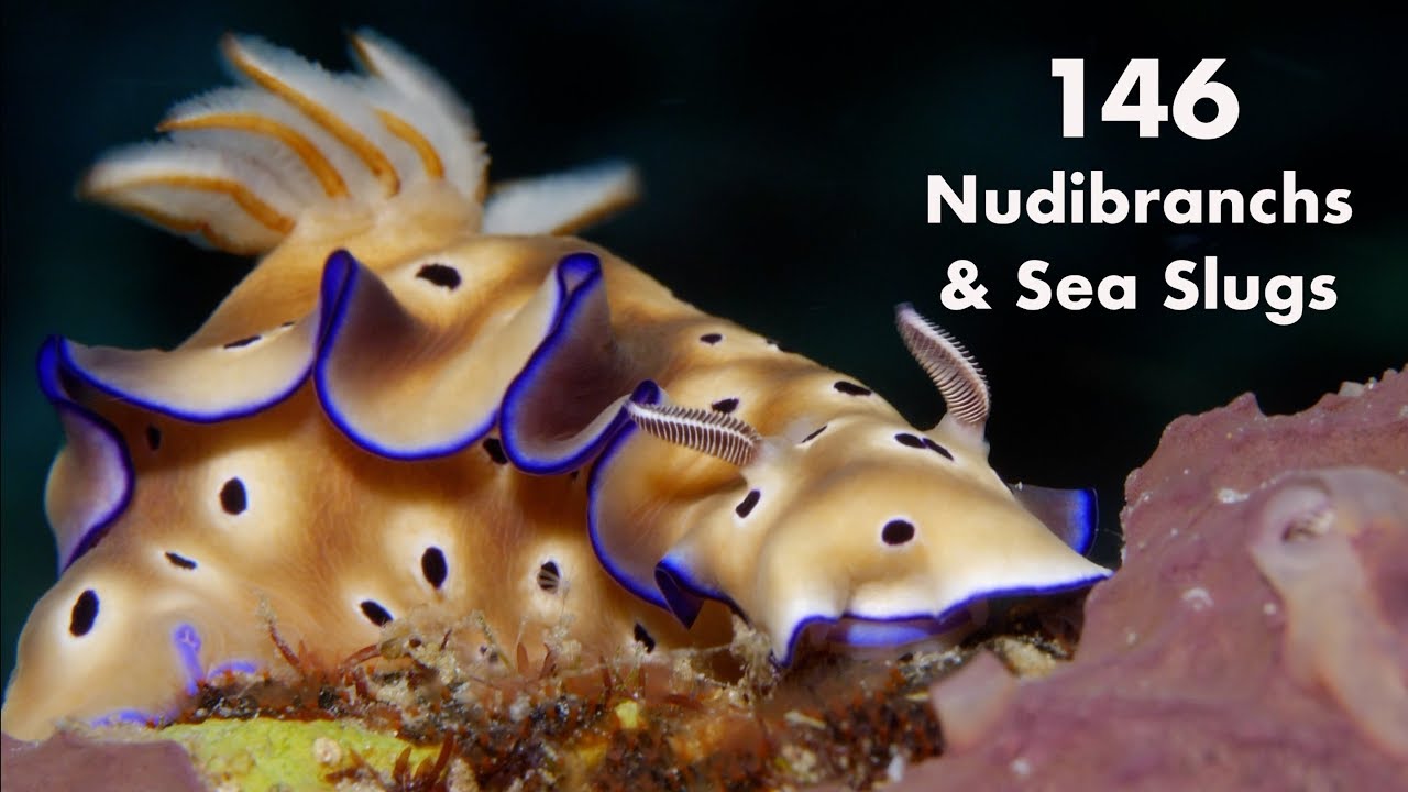 146 Nudibranchs and Sea Slugs of Anilao, Philippines