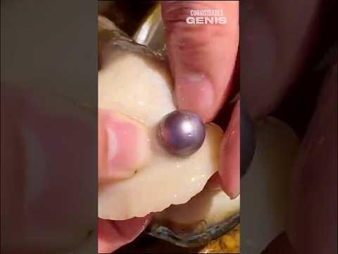 CÓMO SABER SI UNA PERLA ES REAL#perlas #perlanegra #perlareluciente #perlascotidianas #joyas #ostra