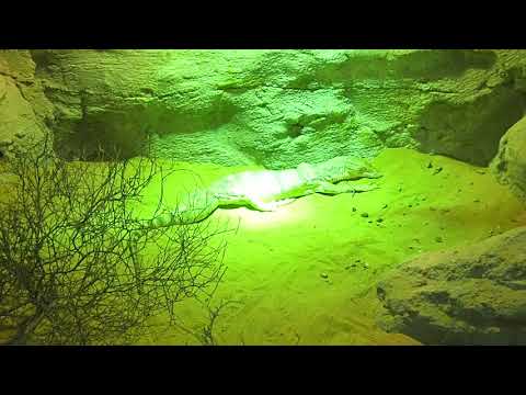 20 Varanus griseus desert monitor Emirates Zoo Abu Dhabi 2018