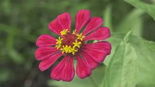 HD สารคดี 1080 50P H264 + Title