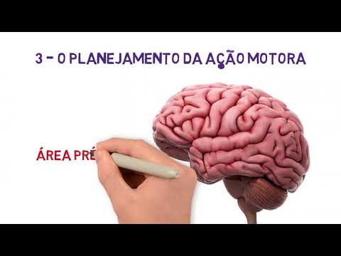 4 - Os Movimentos Voluntários - Córtex, Cerebelo e Núcleos da Base