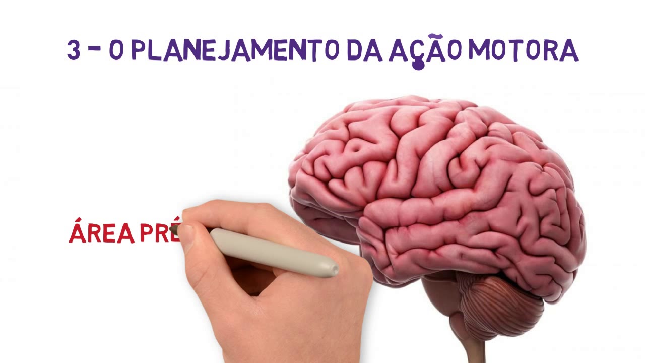 4 - Os Movimentos Voluntários - Córtex, Cerebelo e Núcleos da Base