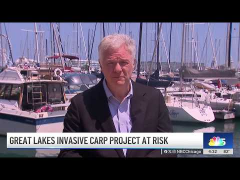Great Lakes invasive carp project halted by the Trump ...