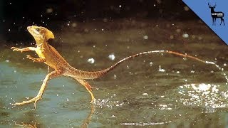 Can The Jesus Lizard Really Walk On Water?
