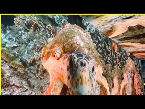 GM Lanka YTs!#3 ANIMAL ART and how can I EXPERIENCE the UNDERWATER WORLD around ME WITHOUT WATER?