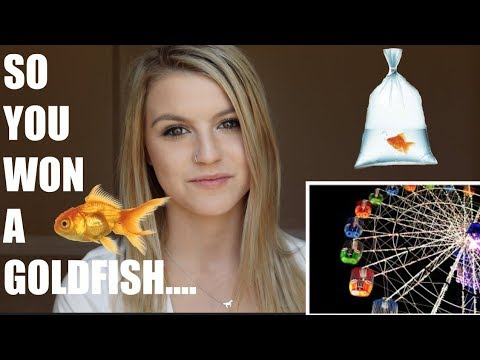 download lagu mp3 mp4 Fair Fish, download lagu Fair Fish gratis, unduh video klip Fair Fish