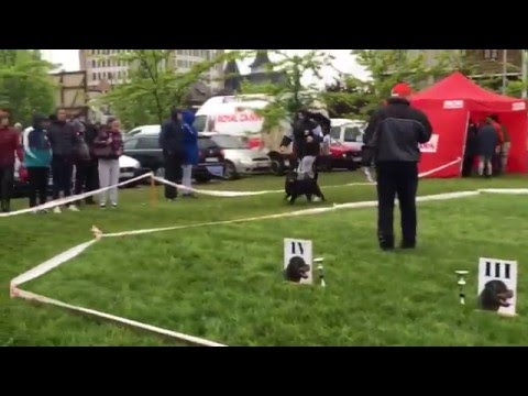 SEMBERIJA SIEGER 2016- Intermedia females,final.