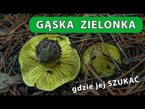 Gąska Zielonka - okolice Pustyni Błędowskiej, jak rozpoznać, jak szukać.