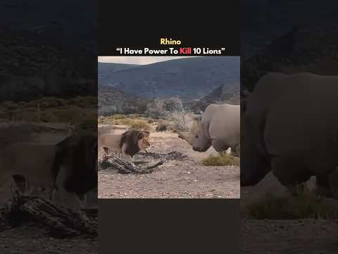 No One Fights Like Scarface | The Strongest Lion in History