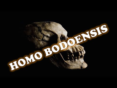 HOMO BODOENSIS | ANCIENT HUMAN ANCESTOR