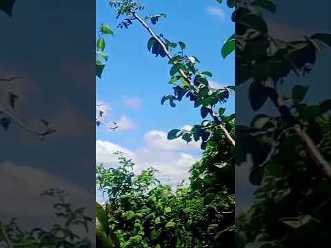 marimbondo na roça da Carmosina em Serra dourada Bahia