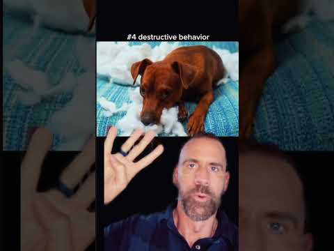 8 Signs of Anxiety in Dogs