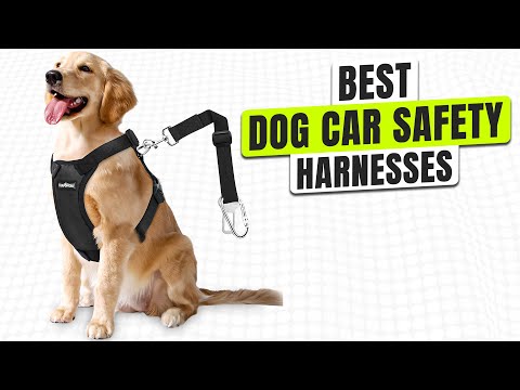 3 BEST Dog Car Safety Harnesses