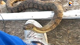 3 Snakes Get Some Help From A Human  | The Dodo