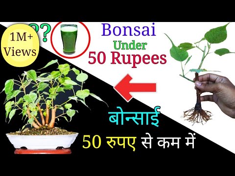 How to make Bonsai tree under 50 Rupees | Easily create bonsai at home Video
