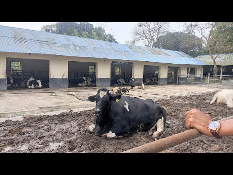 Savar Dairy Farm Bangladesh