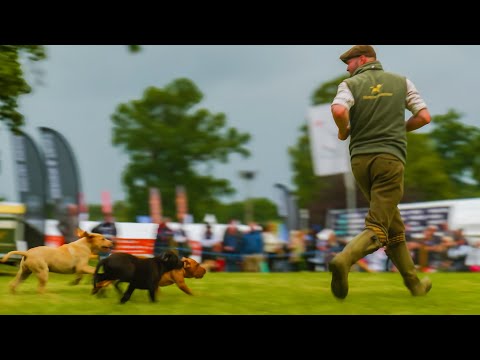 PROFESSIONAL GUNDOG DISPLAY At The Scottish Game Fair