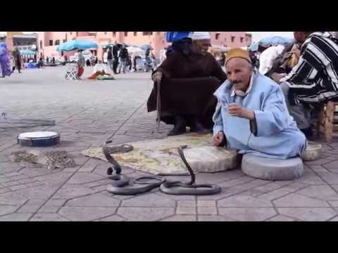 Snake Charmers in Marrakech's Jemaa el Fna