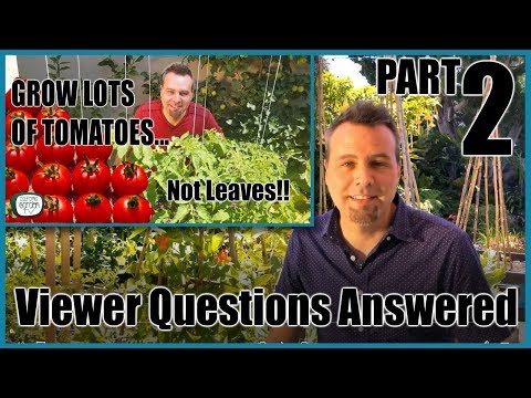 Grow Lots of Tomatoes... Not Leaves Part 2 // YOUR QUESTIONS ANSWERED Video