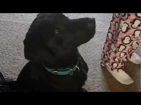 How to teach your dog to hug