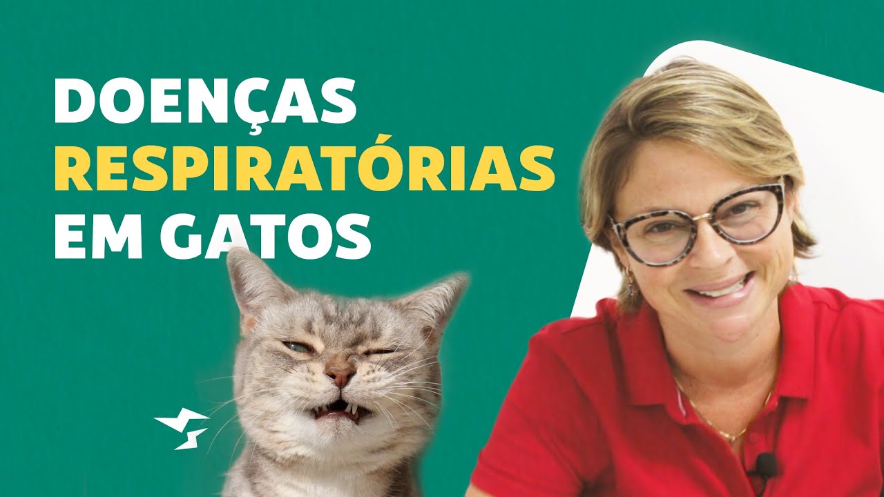 Gato tossindo o que pode ser?