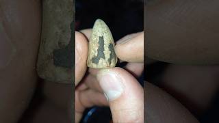 Dinosaur Tooth Finally Found? 🦖