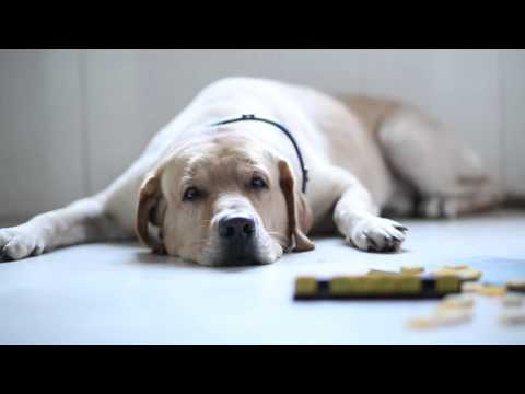 A NEW LIFE- A film by Satwika Singh