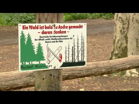 Wald-Knigge – Regeln für den Schutz der Natur | SWR | Landesschau Rheinland-Pfalz