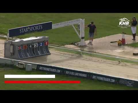 Coppice Trophy - GREYHOUNDTRADER COM STAKES   Semi Final