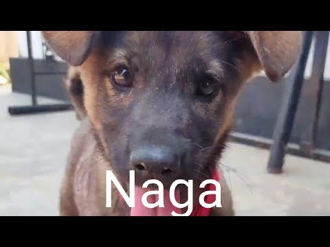 male dog 3month name Arish