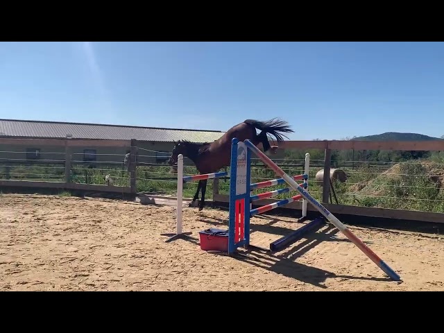 3ans débourré pour 135/140cm