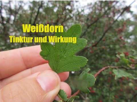Das Kind vom Kranken von der Schuppenflechte zu gebären Das Ekzem auf dem Finger die Symptome