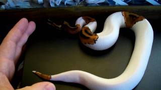 preview picture of video 'Pied Ball Python'