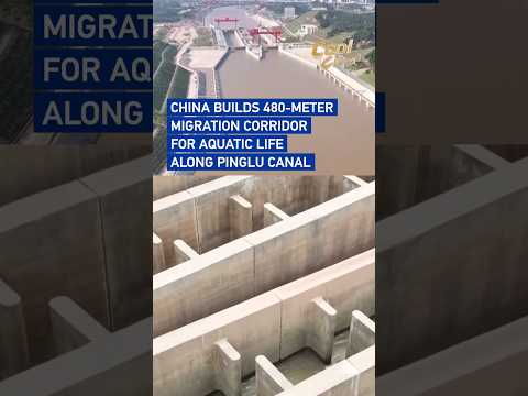 China builds 480-meter migration corridor for aquatic life along Pinglu Canal #coolchina