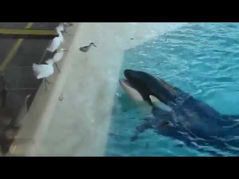 オットセイは何を食べますか?