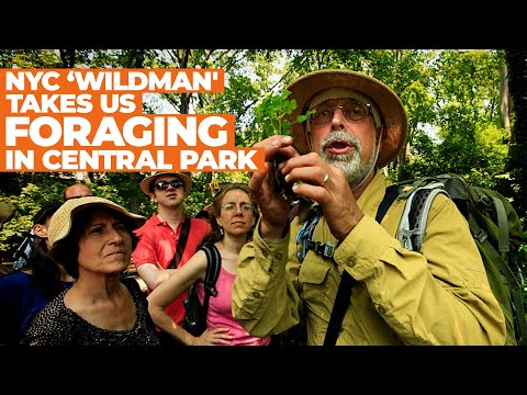 NYC ‘Wildman' Steve Brill Takes Us FORAGING in Central Park |  NBC New York