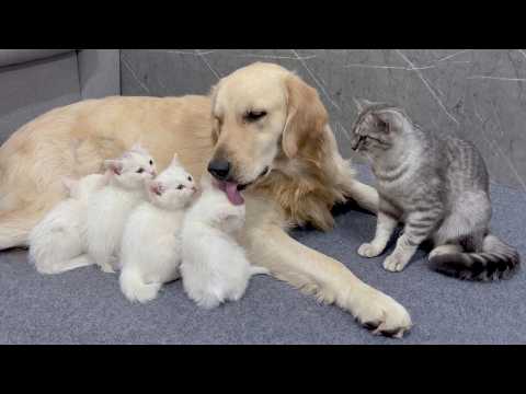 YouTube 썸네일
