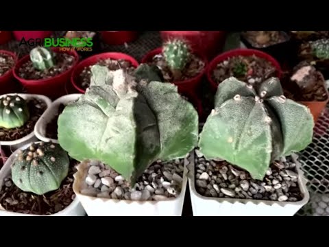 Prices of Cactus and Succulents in Metro Manila, from ordinary to rare collectors item