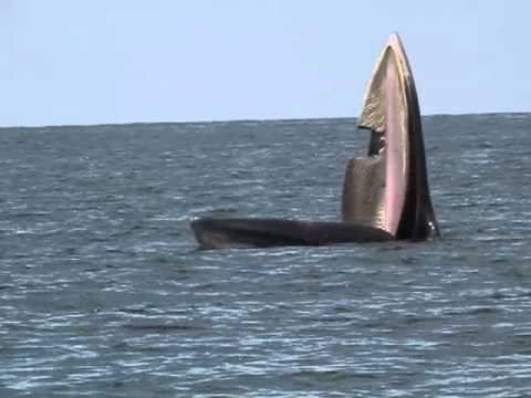 Bryde's Whale (2013)