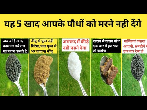 यह 5 खाद आपके पौधों को मरने नहीं देंगे | Best Fertilizer For Plants | Home Garden